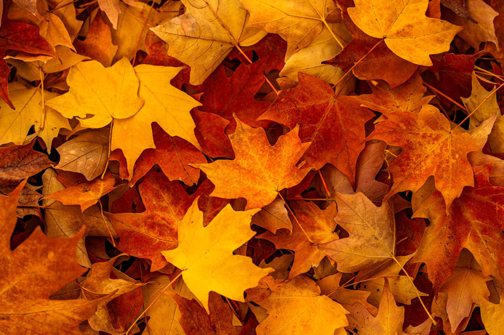 Lavanda: virtù e benefici